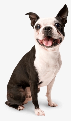 Pet On Dating App #1376701