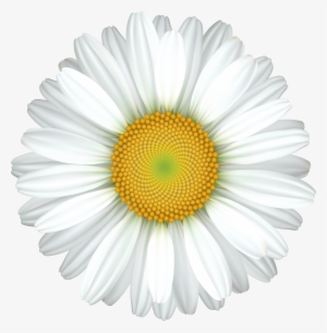Daisy Flower Transparent Clip Art Image - Latte #1376852