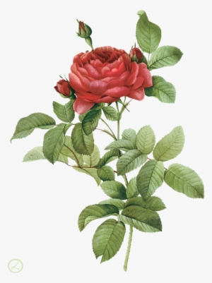 Go To Image - Rosa Gallica Pontiana Redoute #1376855