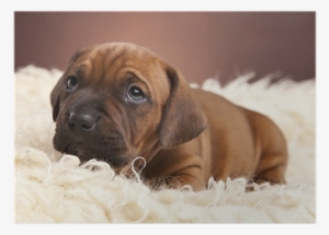 Single Happy Dog Resting On White Blanket Poster • - La Manta Blanca #1376992