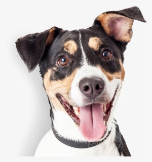 Happy Dog - Companion Dog #1377102