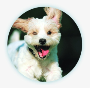 Happy Dog Running - Dogs By Bruce Johnson #1377239