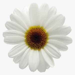 Click - White Flower Big Png #1377353