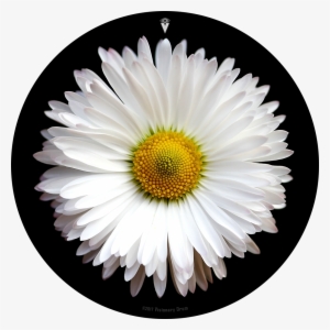White Daisy Flower Drum Skin For Bass, Snare And Tom #1377385