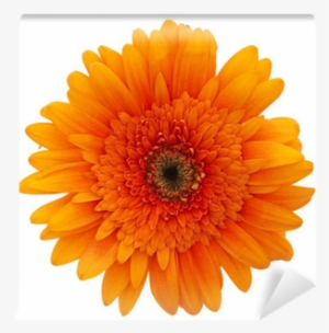 Daisy Flowers #1377457