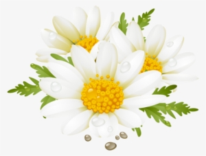 Daisy Clipart Flores - Summer Flower Clip Art #1377551