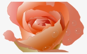 Pretty Pink Daisy Flower Free Clip Art Hanslodge Cliparts - Coral Rose Clip Art #1377733