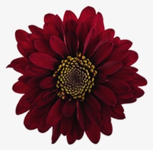 Burgundy Novelty Motown Burgundy Novelty Motown - Flower Burgendy Png #1377764