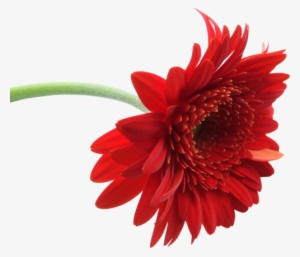 Gerbera Clipart Red Flower - Gerbera Flower #1377823