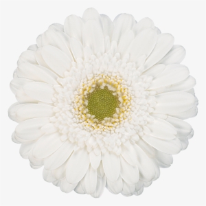 Whitelabel #1377846
