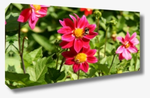 Canvas Sample - Sample Image Url - Free Transparent PNG Download - PNGkey