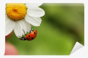 Ladybugs Have Lots Of Spots #1378185