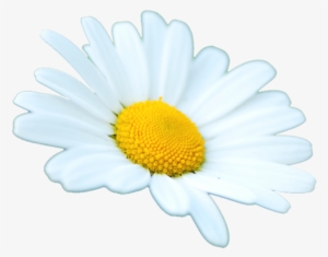 Daisy Png Tumblr Clip Art Transparent Download - Girl Scouts Of The Usa #1378222
