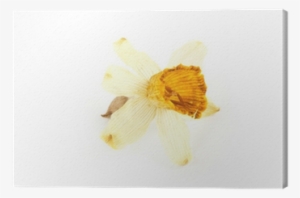 Lily #1378952 Lily #1378952