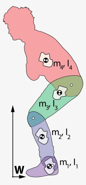 The Limb Segments Are Shown In Different Colours, With - Human Modelling #1380304