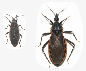 Black Bugs With Red Out-lines In Tucson - Kissing Bug Bite #1380486