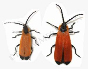 Male And Female Of Adoceta Ignita - True Weevils #1380799