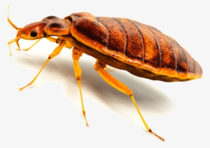 Bed Bug Png - Transparent Background Bed Bugs Png #1380968