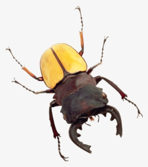 Free Png Bug Png Images Transparent - Transparent Bug #1381303