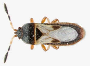 Chinch-bug - Lawn Pest Bugs #1381476