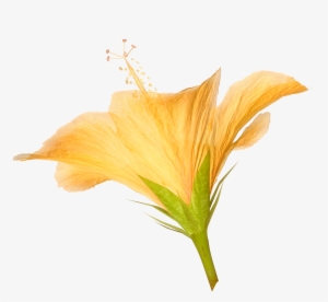 Hibiscus Flower Pictures For Collage And Scrap Book - Hibiscus Flower Png #1384495