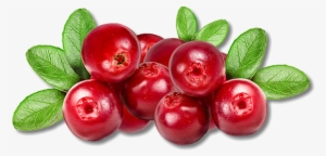 Cranberries Are Called "bounceberries” Too, Because - Lovi Fruit #1384714