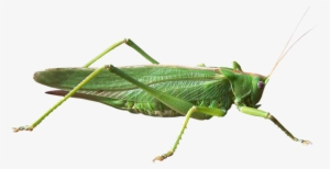 Grasshopper Png #1384777