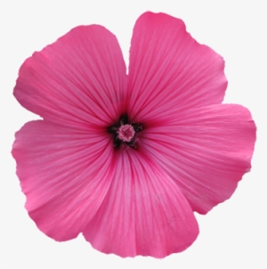 Soft Purple Flower Graphic - Pink Flower Transparent Background #1384809