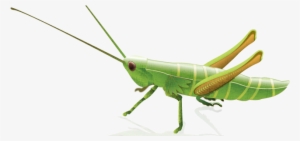 Grasshopper Png #1384862