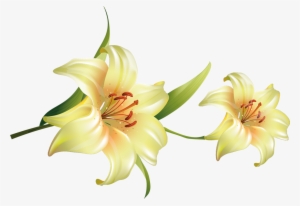 Cada Una De Estas Imágenes Tienen Un Tamaño Grande - Flores Bonitas Con Fondo Transparente #1385037