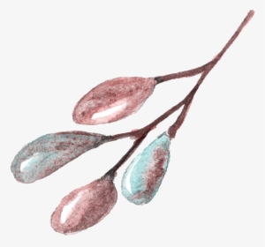 Caesalpinia #1385040