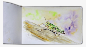 #worldwatercolormonth - Locust #1385379