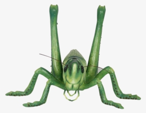 Grasshopper #1385429