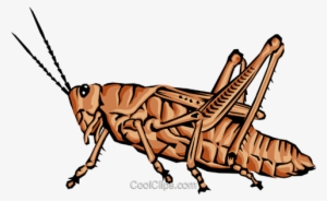 Grasshopper - Gafanhoto Jpeg #1385473