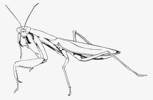 Clip Art Stock Clipart Praying Outline Medium Image - Praying Mantis Line Drawing #1385477