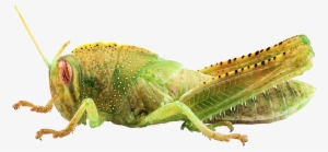 Bleed Area May Not Be Visible - Egyptian Grasshopper #1385576