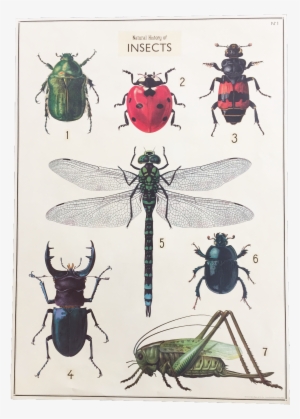 Hype Pop Up Vintage - Natural History Of Insects #1385633