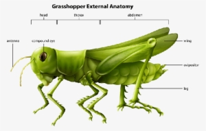 External Anatomy Of A Grasshopper - Different Types Of Insects #1385683