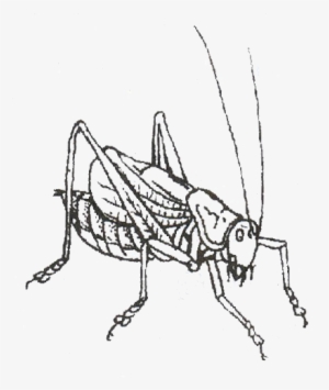 Graphic Stock Cricket Insect At Getdrawings Com Free - Net-winged Insects #1385687