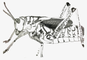 Grasshopper #1385793