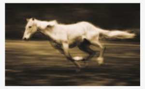 Horse Background #1385847