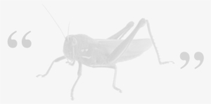 Grasshopper - Grasshopper Guru #1385965