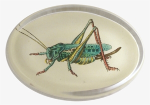 Locufta, Oval Paperweight - Paperweight #1385966