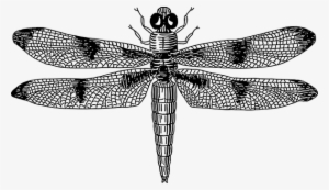 Dragonfly Wings Insect Bug Pattern Dragonf - Dragonfly Black And White #1385985