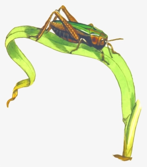 This Free Icons Png Design Of Common Green Grasshopper #1386042
