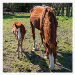 New Hope For Starved, Neglected Horses - Sorrel #1386060