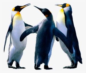 Imagen Sin Fondo - Pinguinos De Word #1386833