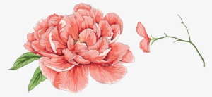 Яндекс - Фотки - Moutan Peony #1387744 Яндекс - Фотки - Moutan Peony #1387744