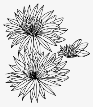 Montana Bitterroot State Flowers Drawing - White Flower Outline Png #1389079