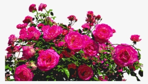 Roses, Nature, Drawing, Flower, Rose Blooms, Blossom - Elaman Erotiikkaa By Mirja Myllyoja #1389313 Roses, Nature, Drawing, Flower, Rose Blooms, Blossom - Elaman Erotiikkaa By Mirja Myllyoja #1389313